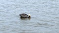 Brown pelican on water quickly submerges its head to catch a fish, then holds it steady before eating it