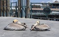 Brown Pelicans Royalty Free Stock Photo