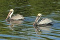 Brown Pelicans Royalty Free Stock Photo