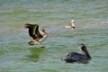 Brown Pelicans