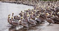 Brown Pelicans Royalty Free Stock Photo