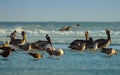 Brown Pelicans and California Gulls at Rosarito Beach, Baja California