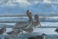 Brown Pelicans and California Gulls at Rosarito Beach, Baja California