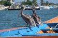 Brown pelicans in Caribbean sea next to the tropical paradise coast Royalty Free Stock Photo