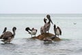 Brown Pelicans of Clearwater Beach,Florida Royalty Free Stock Photo