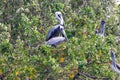 Brown pelicans in Costra Rica Royalty Free Stock Photo