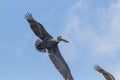 Brown pelicans in Costra Rica Royalty Free Stock Photo