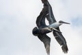 Brown pelicans in Costra Rica Royalty Free Stock Photo