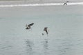 Brown Pelicans, diving for food Royalty Free Stock Photo