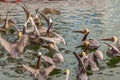 Brown Pelicans Eating From Fisherman in Islamorada