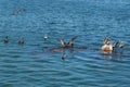 Brown Pelicans, feeding in the bay Royalty Free Stock Photo