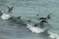 Brown Pelicans, feeding in the bay, San Simeon Royalty Free Stock Photo