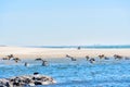 Brown Pelicans Float on Malibu\'s Shallow Waters Royalty Free Stock Photo