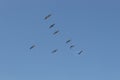 Brown Pelicans flock flying with blue sky Royalty Free Stock Photo