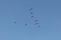 Brown Pelicans flock flying with blue sky Royalty Free Stock Photo