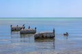 Brown Pelicans Florida