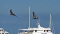 Brown pelicans flying above the harbor