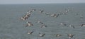 Pelicans flying in formation. Great colony of Brown Pelicans flying in the blue sky Royalty Free Stock Photo