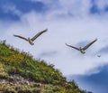 Brown Pelicans Flying Murre Nests Seabirds Haystack Rock Canon Beach Oregon