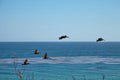 Brown pelicans flying over the ocean