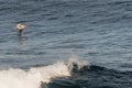 Brown Pelicans Flying over the Pacific Ocean in the surf in La Jolla, California