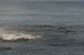 Brown Pelicans Pelecanus occidentalis Flying Over Pacific Ocean in La Jolla, California, USA Royalty Free Stock Photo