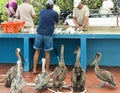 Brown Pelicans hoping for scraps at the Puerto Ayora fresh fish market in Royalty Free Stock Photo