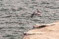 Brown Pelicans Landing Over Pacific Oceania onto a rock Royalty Free Stock Photo