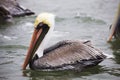 Brown Pelicans at the Marina