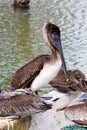 Brown Pelicans at the Marina in Corpus Christi, Texas Royalty Free Stock Photo