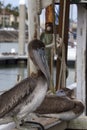 Brown Pelicans at the Marina in Corpus Christi, Texas Royalty Free Stock Photo