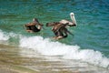 Brown pelicans at Mismaloya beach Royalty Free Stock Photo