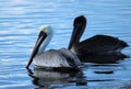 Brown Pelicans