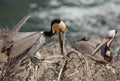 Brown Pelicans--Nesting Season