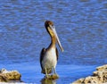 Brown Pelican Wadding in the Salton Sea