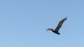 Brown pelicans over the Pacific Ocean, San Francisco, CA, USA Royalty Free Stock Photo