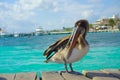 Brown pelicans over a wooden pier in Puerto Morelos in Caribbean sea next to the tropical paradise coast
