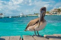 Brown pelicans over a wooden pier in Puerto Morelos in Caribbean sea next to the tropical paradise coast Royalty Free Stock Photo