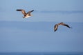 Brown Pelicans Pelecanus occidentalis flying in a blue sky in Oregon