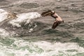 Brown Pelicans Pelecanus occidentalis Landing Over Pacific Ocean in La Jolla, California, USA Royalty Free Stock Photo