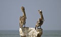 Brown pelicans perched on a stone post