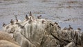 Brown Pelicans resting and grooming on a rock Royalty Free Stock Photo