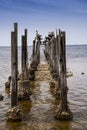 Brown Pelicans resting on Pylons