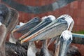 Galapagos Brown pelican line