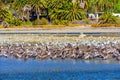 Brown Pelicans and Seagulls Finding Respite on Malibu\'s Shallows