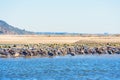 Brown Pelicans and Seagulls Resting on Malibu\'s Shallow Waters Royalty Free Stock Photo
