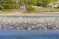 Brown Pelicans and Seagulls Resting on Malibu\'s Shallows Royalty Free Stock Photo