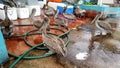 Brown pelicans shiver around a fish stall hoping for castoffs