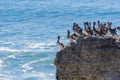 Brown Pelicans sitting on a cliff, Wilder Ranch State Park, California Royalty Free Stock Photo