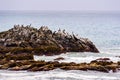 Brown Pelicans sitting on a rock, the Pacific Ocean coast, California Royalty Free Stock Photo